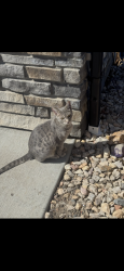 Lost Male Cat last seen 152nd and Imboden, Hudson, CO 80642