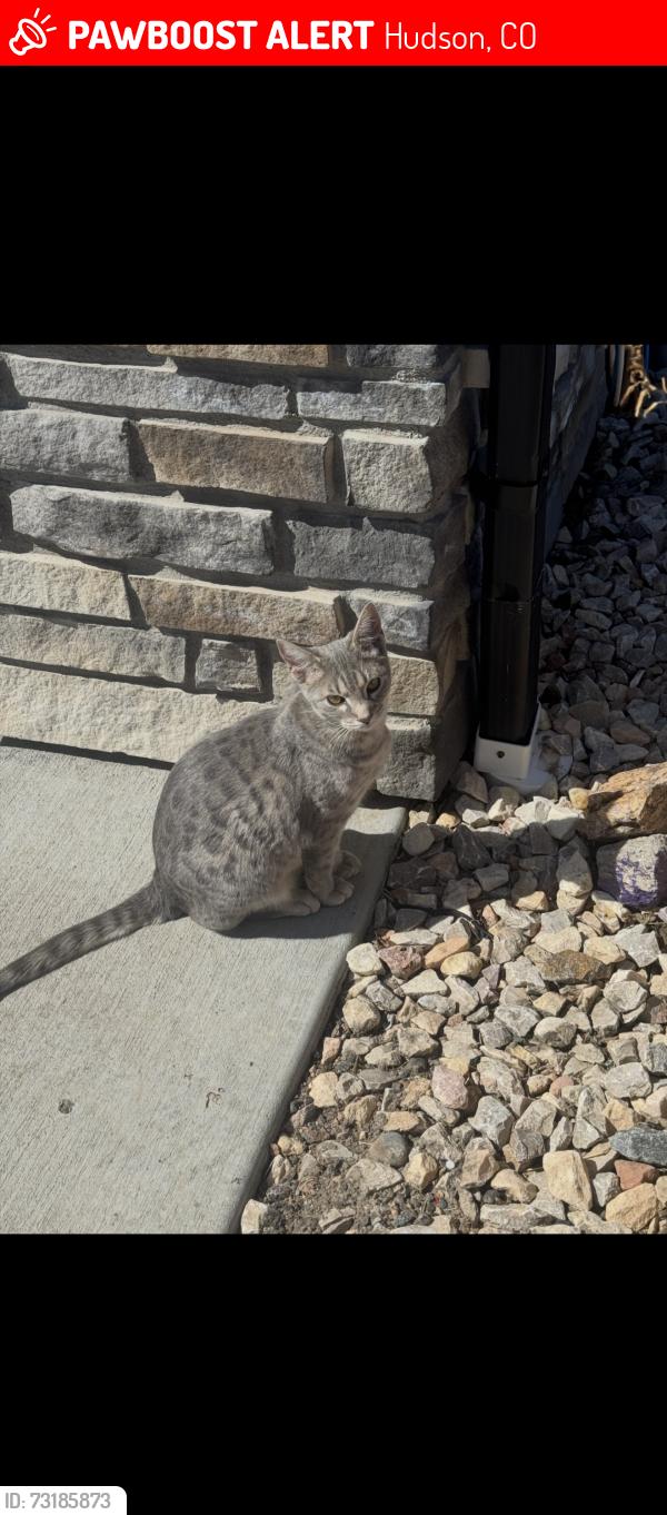 Lost Male Cat last seen 152nd and Imboden, Hudson, CO 80642