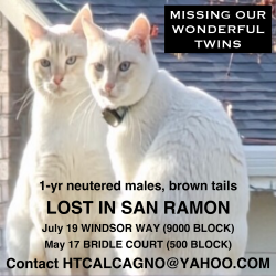 Lost Male Cat last seen Montevideo Drive, San Ramon, CA 94583