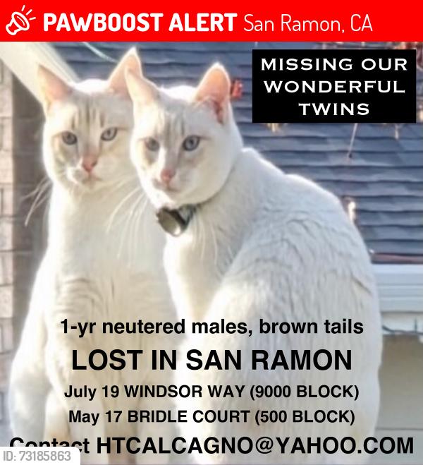 Lost Male Cat last seen Montevideo Drive, San Ramon, CA 94583
