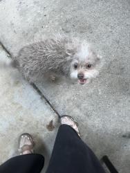 Reunited Female Dog last seen McKinney Park, Hillsboro, OR 97124