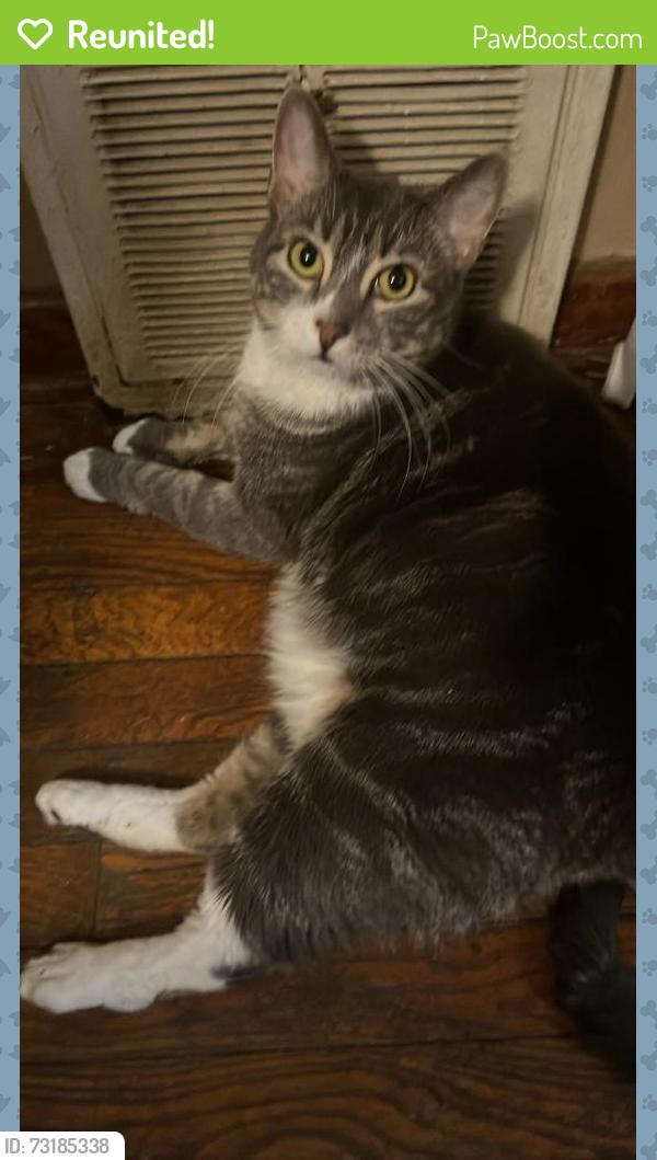 Reunited Male Cat last seen Near Stevendale drive, Pittsburgh, PA 15221