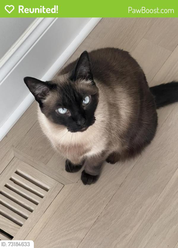 Reunited Male Cat last seen Irving park road And Kedzie Ave, Chicago, IL 60618