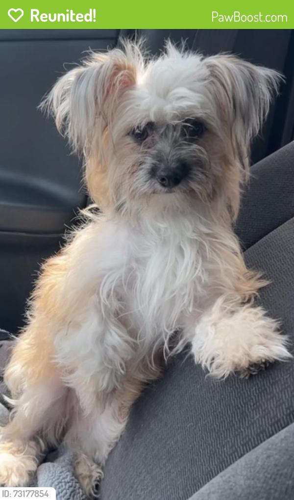 Reunited Female Dog last seen Rustling Trails dr, mountain Forest Dr, Westfield Pines, TX 77449
