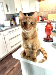 Lost Male Cat last seen IH10 & 46, New Braunfels, TX 78130
