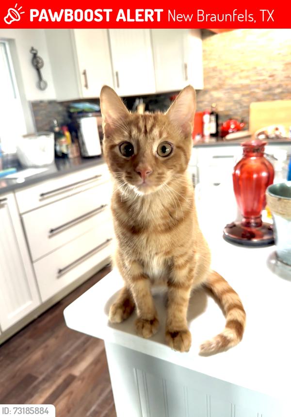 Lost Male Cat last seen IH10 & 46, New Braunfels, TX 78130