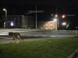 Found/Stray Male Dog last seen Raceway Gas Station, Atlanta, GA 30331