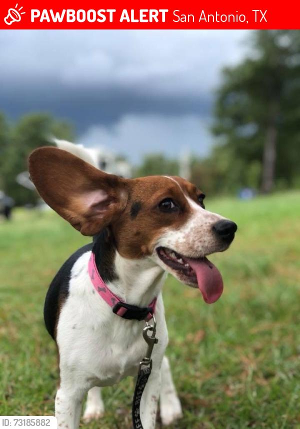 Lost Female Dog last seen Near Bowdre st 78252, San Antonio, TX 78252