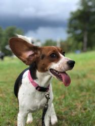 Lost Female Dog last seen Near Bowdre st 78252, San Antonio, TX 78252