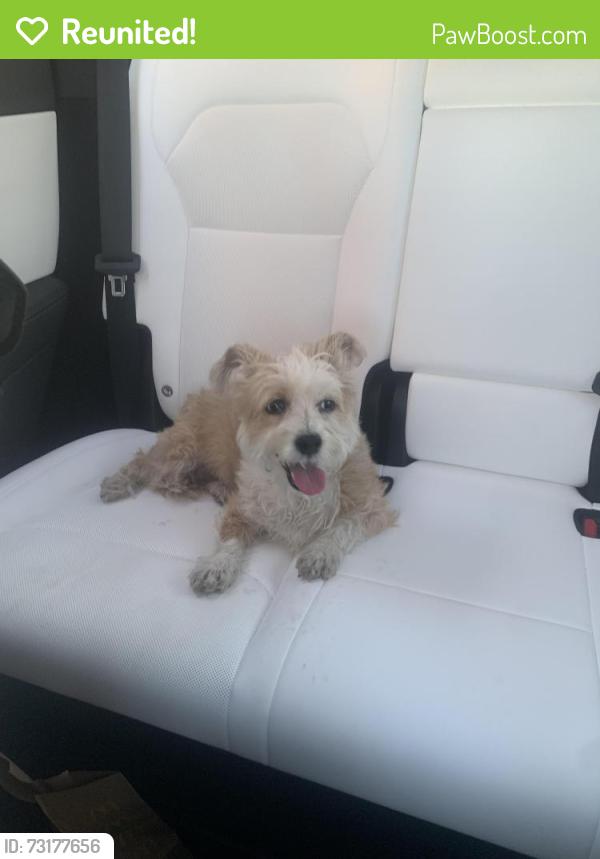 Reunited Female Dog last seen Willow & woodruff, Long Beach, CA 90815