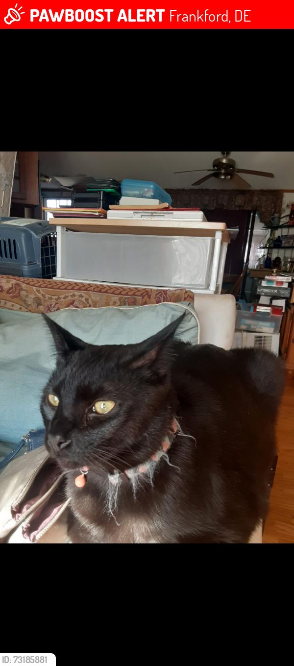 Lost Male Cat last seen frankford library, fire station, anywhere along green street in frankford, Frankford, DE 19945