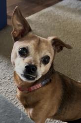 Reunited Male Dog last seen Lancaster way and Blanton, Beaverton, OR 97007