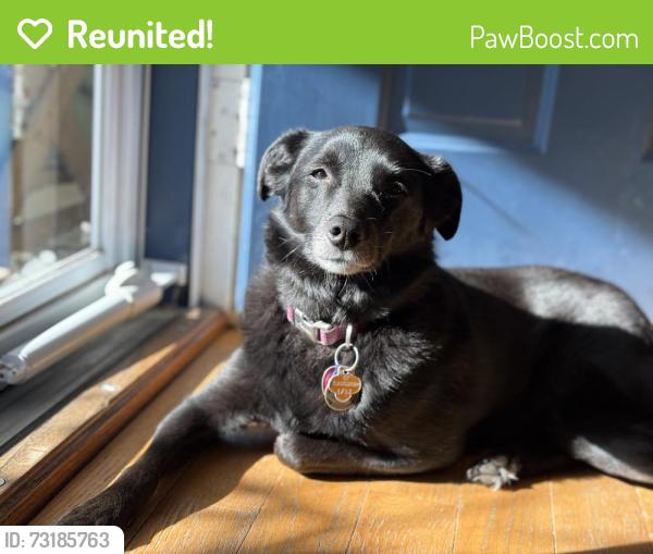 Reunited Female Dog last seen Great swamp road and Cambridge dr, near Addison park and duck pond, Glastonbury, CT 06033