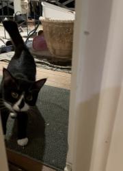 Reunited Male Cat last seen Near S Columbia Pl, Tulsa, OK 74136