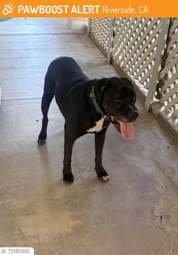 Found/Stray Male Dog last seen Porter Ave, Riverside, CA 92504