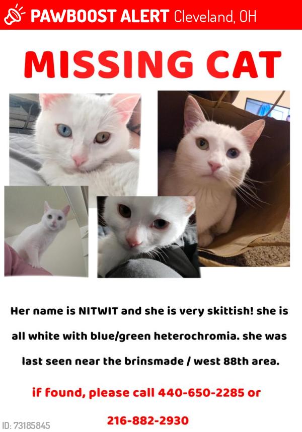 Lost Female Cat last seen Near brindmade in front of the senior housing, Cleveland, OH 44102