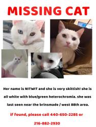 Lost Female Cat last seen Near brindmade in front of the senior housing, Cleveland, OH 44102