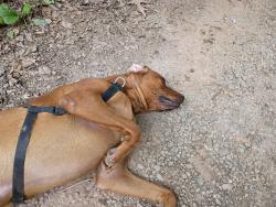 Reunited Male Dog last seen Near blitz dr, Candler, NC 28715