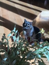 Lost Male Cat last seen Morello Drive, Martinez, CA 94553
