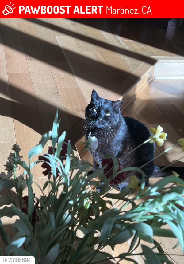 Lost Male Cat last seen Morello Drive, Martinez, CA 94553