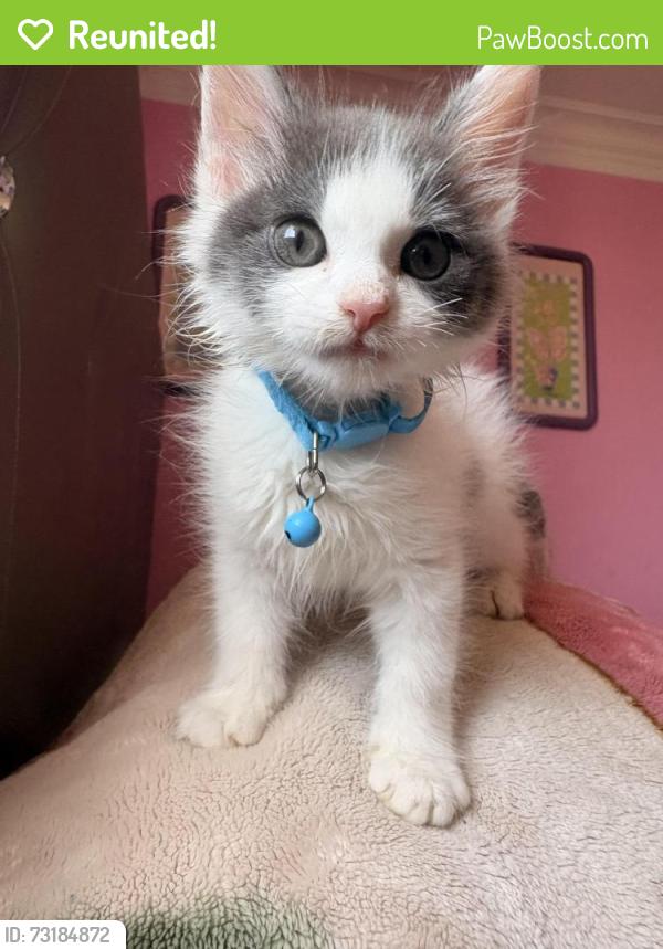 Reunited Male Cat last seen Calle capistrano, San Marcos, CA 92069