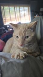 Reunited Male Cat last seen Thompson and Burton Road, Wonder Lake, IL 60097