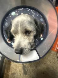 Reunited Male Dog last seen Yosemite way, Suisun City, CA 94533