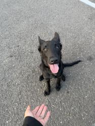 Found/Stray Male Dog last seen Jersey Mikes parking lot, Sunnyside, OR 97015