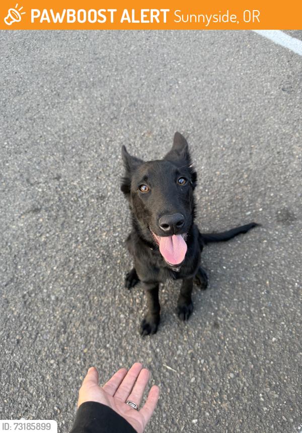 Found/Stray Male Dog last seen Jersey Mikes parking lot, Sunnyside, OR 97015