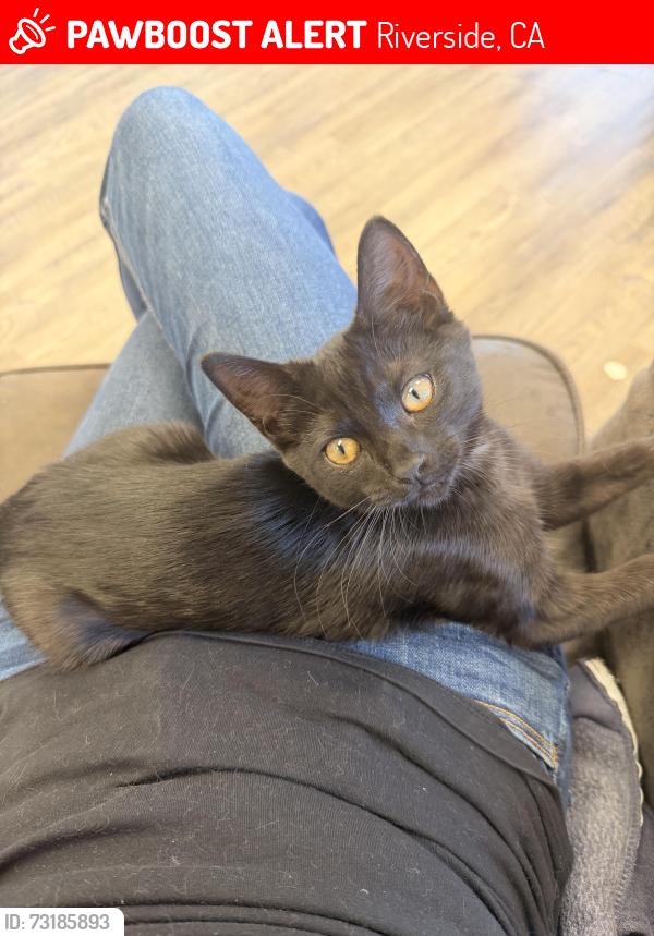 Lost Female Cat last seen Jurupa Ave and Hillside Ave, Riverside, CA 92504