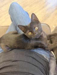 Lost Female Cat last seen Jurupa Ave and Hillside Ave, Riverside, CA 92504