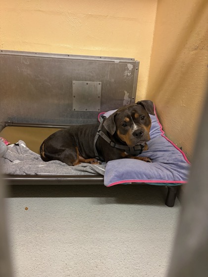 Shelter Stray Female Dog last seen Massachusetts and Rainier Ave S, Seattle, WA, 2061 15th Ave W, Seattle, WA 98119, USA