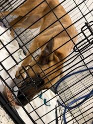 Shelter Stray Female Dog last seen Near Lakeview Pl, East Point,, 1251 Fulton Industrial Blvd NW, Atlanta, GA 30336, USA