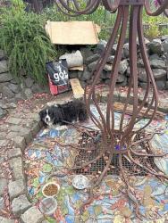 Shelter Stray Male Dog last seen Near Vine Street, Seattle, WA, 2061 15th Ave W, Seattle, WA 98119, USA
