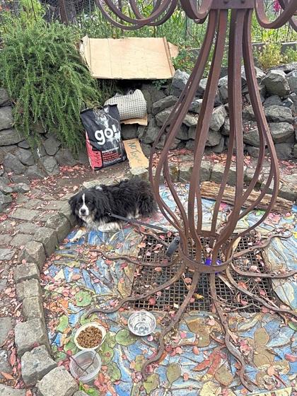 Shelter Stray Male Dog last seen Near Vine Street, Seattle, WA, 2061 15th Ave W, Seattle, WA 98119, USA