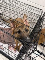 Shelter Stray Male Dog last seen Near Lakeview Pl, East Point,, 1251 Fulton Industrial Blvd NW, Atlanta, GA 30336, USA