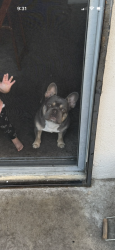 Reunited Male Dog last seen Kavanagh, Modesto, CA 95350