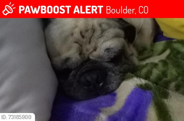 Lost Male Dog last seen Near st lot 27 airport rd boulder, Boulder, CO 80301