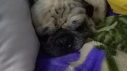 Lost Male Dog last seen Near st lot 27 airport rd boulder, Boulder, CO 80301