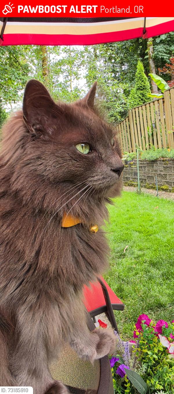 Lost Male Cat last seen Mt Scott, Willamette cemetery, Lincoln Heights, Portland, OR 97086