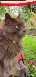 Lost Male Cat last seen Mt Scott, Willamette cemetery, Lincoln Heights, Portland, OR 97086