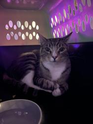 Found/Stray Unknown Cat last seen Cabrillo Middle School, Santa Clara, CA 95051