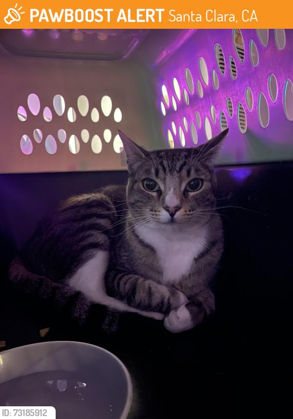 Found/Stray Unknown Cat last seen Cabrillo Middle School, Santa Clara, CA 95051