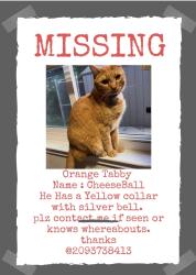Lost Male Cat last seen Lorraine Ave, Stockton, CA 95210