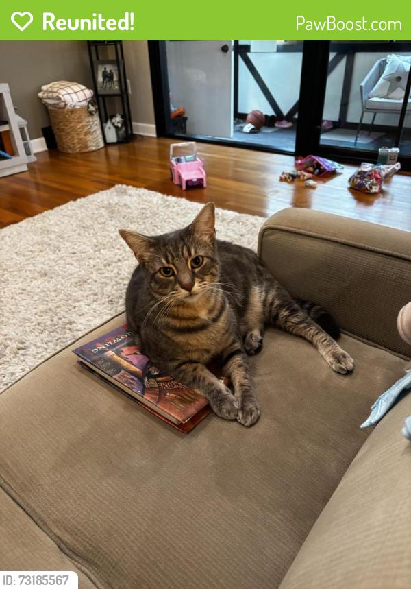 Reunited Male Cat last seen Lynch Field, Greensburg, PA 15601