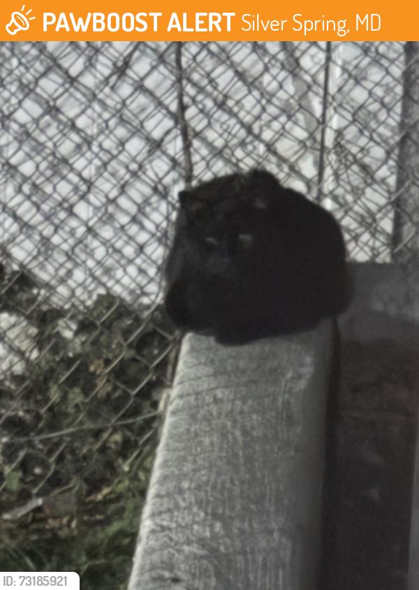 Found/Stray Unknown Cat last seen near dumpster, Silver Spring, MD 20903