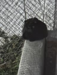 Found/Stray Unknown Cat last seen near dumpster, Silver Spring, MD 20903