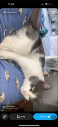 Lost Male Cat last seen Near marlock close thomastown, Thomastown, VIC 3074