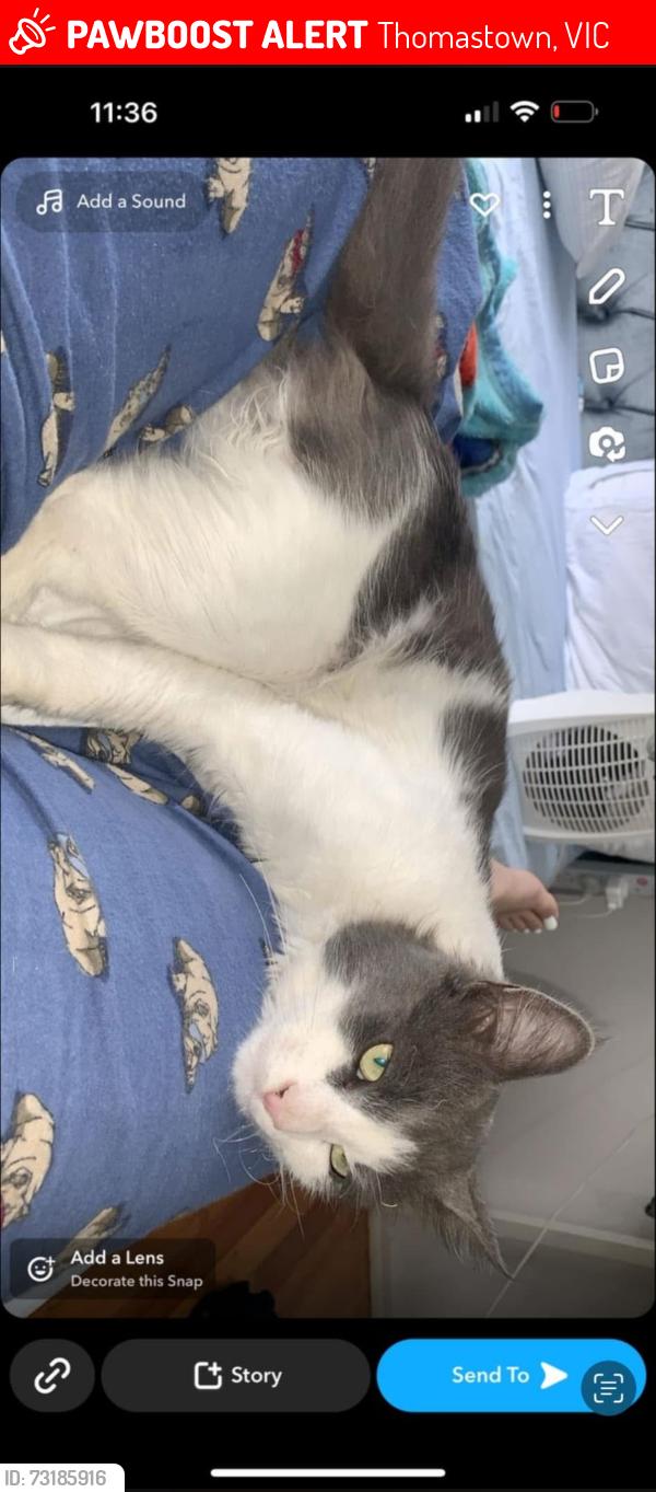 Lost Male Cat last seen Near marlock close thomastown, Thomastown, VIC 3074