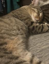 Reunited Male Cat last seen Mesa drive, North Richland Hills, TX 76182